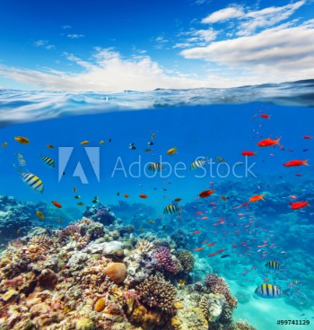 Picture of Underwater coral reef with horizon and water waves